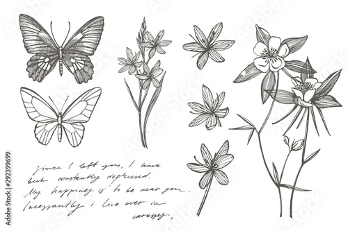 Collection of hand drawn flowers and plants. Botany. Set. Vintage flowers. Bl...