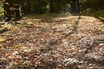 autumn road. autumn trail through the forest with leaves on the ground