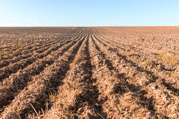 Furrows on the field after harvesting. Empty plain without a single plant. Agriculture landscape in autumn