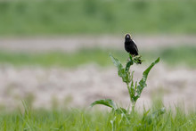 Male Bobolink Blackbird In Green Grass Field