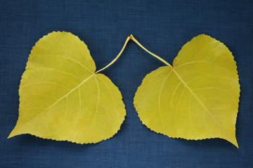 Two poplar heart shape yellow leaves on dark denim color background