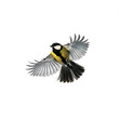 small beautiful bird tit flies wide spreading wings and feathers on white isolated background