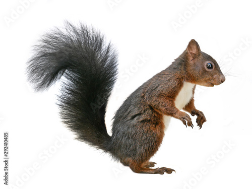 Cuadros en Lienzo Red squirrel (Sciurus vulgaris), isolated on white background