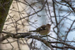 © ezp - Chaffinch (Fringilla coelebs)