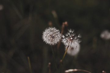 two dandelion flowers close up