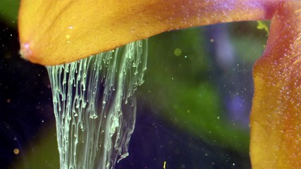 Wall Mural - Close up of lily flower. Acrylic colors and ink in water.