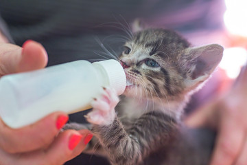 Little gray kitten drinks milk from a bottle. Feeding kittens without a nursing cat. Kittens on artificial feeding.