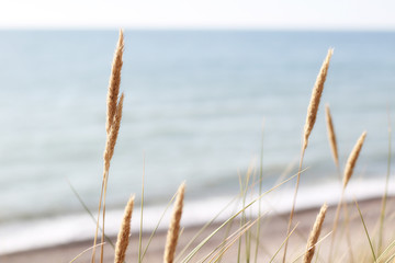 wild cereals on the beach