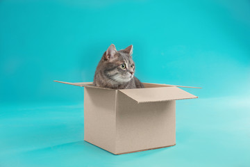 Wall Mural - Cute grey tabby cat sitting in cardboard box on blue background