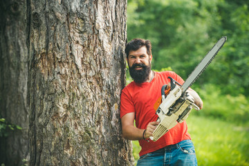 Wall Mural - Harvest of timber. Lumberjack with chainsaw in his hands. The Lumberjack working in a forest. Deforestation. The Lumberjack working in a forest.