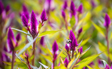 Large Bee Lands On Pointy Purple Flower In Outdoor Garden