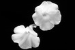 Two white flowers floating against a black background