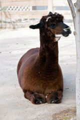 Wall Mural - the alpaca is resting