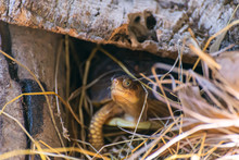 Box Turtle In The Woods