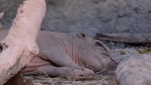 Close Up Of A Babirusa (Babyrousa) That Is Sleeping On The Ground.