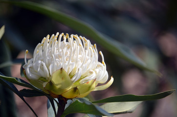 Wall Mural - Australian native white Waratah, Telopea speciosissima, family Proteaceae. Known as the Wirrimbirra White. Endemic to New South Wales. Naturally occurring white colour form of the common red variety