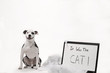 © TS - Smiling pit bull terrier with ripped up pillow blaming cat