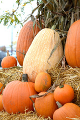 Wall Mural - Squash and pumpkins