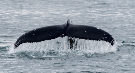 Whale tail diving