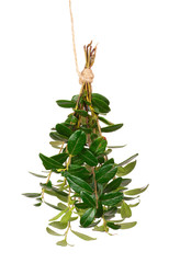 Poster - Branch with green leaves of cowberry