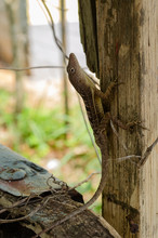 Close-up Of Brown Anole Lizard Climbing Wooden Post