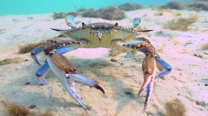 Wall Mural - A funny, feisty Blue Crab (Callinectes sapidus) attacks his reflection in the underwater camera's dome port. The Blue Crab is economically important along the east coast of the U.S.