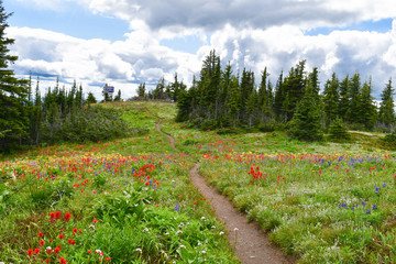 trail winding through alpine blooming meadow leading into the sky