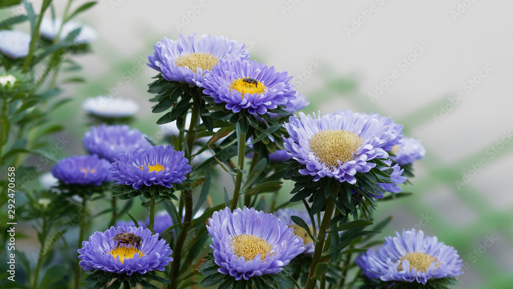 Sommeraster Callistephus Chinensis