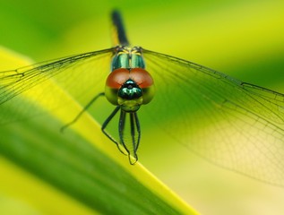 dragonfly on green leaf