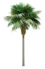 Wall Mural - sabal palm tree isolated on white background