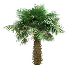 Wall Mural - sabal palm tree isolated on white background