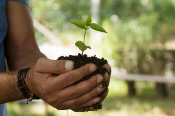 hands holding young plant, life and ecology growth concept