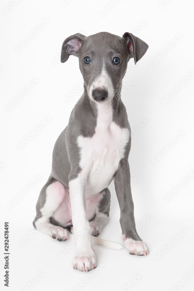 Siedzący szczeniak chart angielski pies whippet niebieski błękitny - obrazy, fototapety, plakaty 