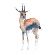 Watercolor illustration, realistic sketch of a gazelle Impala on a white background