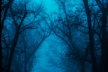 photo of a mystical fantasy forest, silhouettes of trunks and branches, fog and twilight blue sky