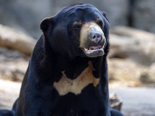 Wall Mural - Portrait of the smallest bear, Malayan sun bear, Helarctos malayanus