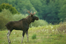 Buul Moose ( Alces Alces) On The Meadow