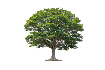  Tree isolated on white background