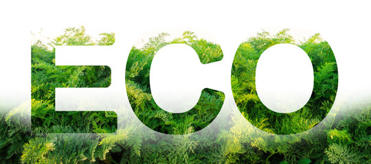 eco word on the background of green leaves of carrots. plantation. agriculture. harvest. environment