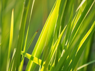 Canvas Print - grass in the summer. forest