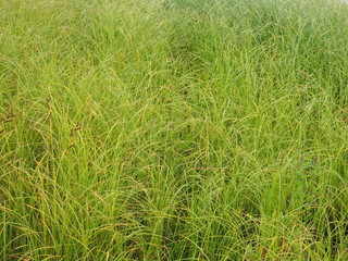 Poster - grass in the summer. forest