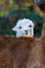 ALPACA (Vicugna Pacos).  Domesticated Species Of South American Camelid