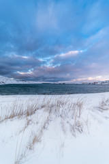 Wall Mural - arctic tundra in winter. maritime meadow on the coast of the barents sea in russia's kola peninsula 