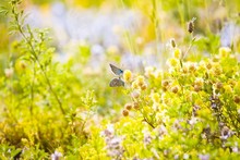 A Pair Of Common Blue Butterfly (Polyommatus Icarus) Mating On A Medicago Flower, Sunlit Colourful Forb Field With Grasses And Flowers In Bright Sunshine, Copyspace Design Template