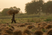 A Man Carrying Wheat Bunch In The Field