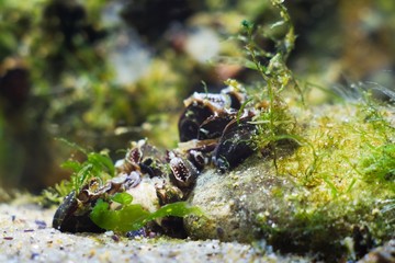 Wall Mural - widespread bivalve mollusc mytilaster filter water for food in Black Sea saltwater marine biotope aquarium, macro shot of a stone, covered with mollusk shells, sponges and green algae, valuable mussel