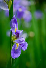 Purple Iris Flower On Green Background  