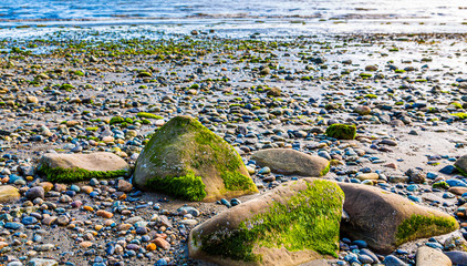 Poster - Colorful Stones and Lichen on a Rocky Beach in the Pacific Northwest