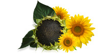 Composition Of Ripe Sunflower And Three Yellow Sunflower Flowers On An Isolated White Background