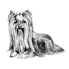 Yorkshire Terrier Illustration, Drawing, Engraving, Ink, Line Art, Vector